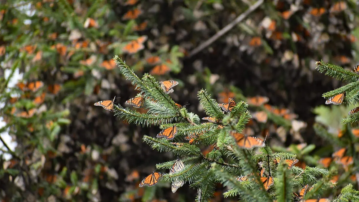 mariposa monarca